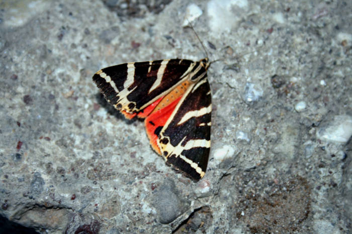 Schmetterlingstal